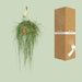 Rhipsalis Floccosa - Ø21cm - ↕70cm - 123flora.nl