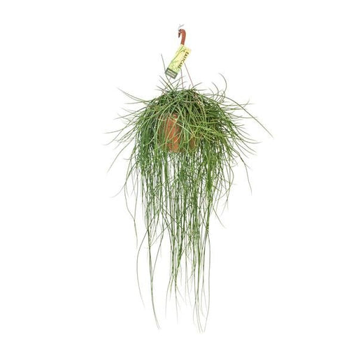 Rhipsalis Floccosa - Ø21cm - ↕70cm - 123flora.nl