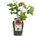 Ribes rubrum 'Jonkheer van Tets' - ↨45cm - Ø13 - 123flora.nl