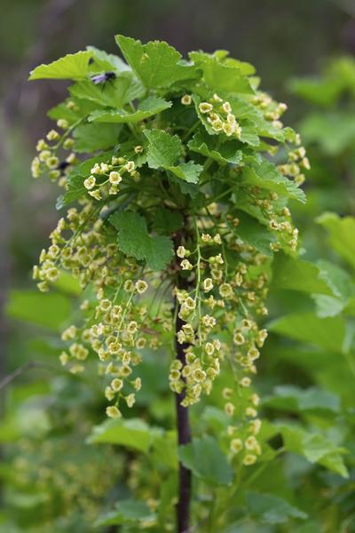 Ribes rubrum 'Jonkheer van Tets' - ↨45cm - Ø13 - 123flora.nl