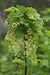 Ribes rubrum 'Jonkheer van Tets' - ↨45cm - Ø13 - 123flora.nl