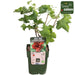 Ribes rubrum 'Jonkheer van Tets' - ↨45cm - Ø13 - 123flora.nl