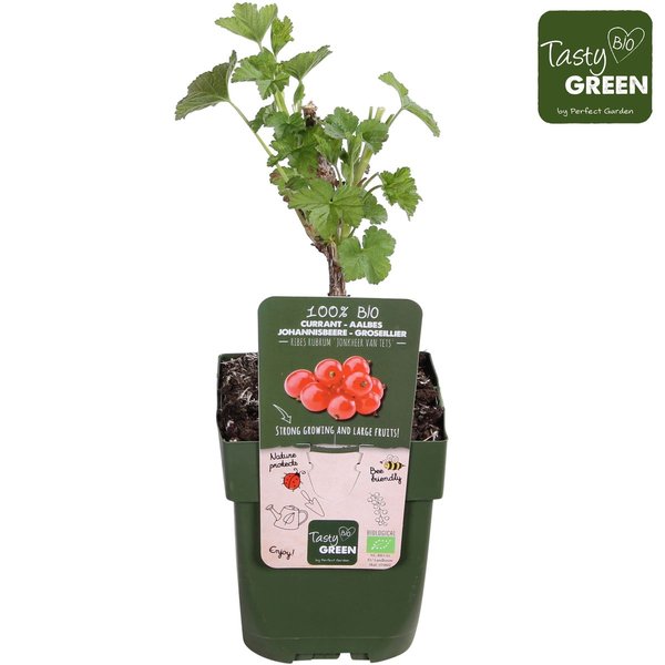 Ribes rubrum 'Jonkheer van Tets' - ↨45cm - Ø13 - 123flora.nl