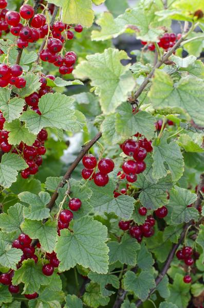 Ribes rubrum 'Jonkheer van Tets' - ↨45cm - Ø13 - 123flora.nl