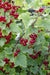 Ribes rubrum 'Jonkheer van Tets' - ↨45cm - Ø13 - 123flora.nl