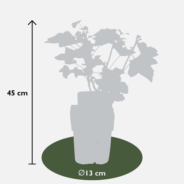 Ribes rubrum 'Jonkheer van Tets' - ↨45cm - Ø13 - 123flora.nl