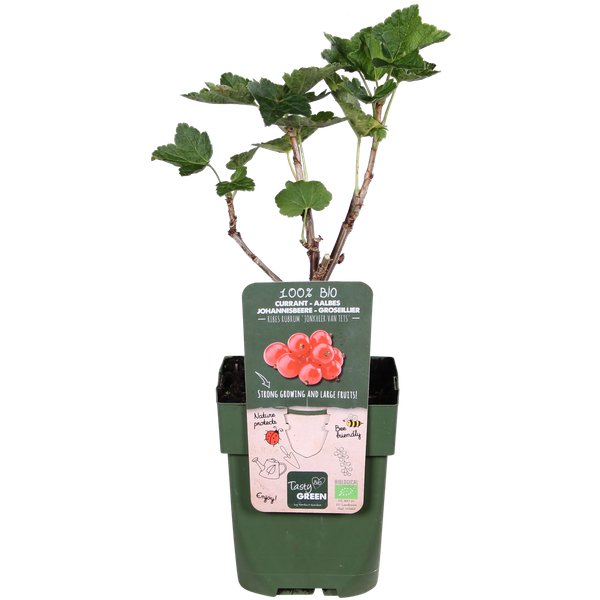 Ribes rubrum 'Jonkheer van Tets' - ↨45cm - Ø13 - 123flora.nl