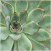 ROOTLESS Succulent Echeveria Pulidonis Ø12-14 cm - ↕5 cm - 123flora.nl