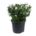 Rosa Jewel Patio Baby - Ø17cm - ↕30cm - 123flora.nl