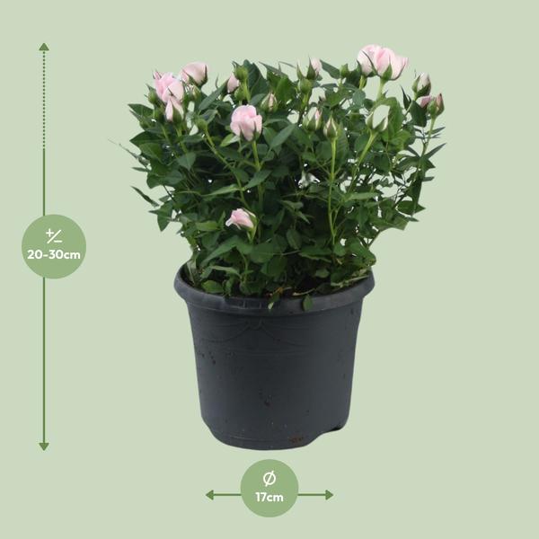 Rosa Jewel Patio Baby - Ø17cm - ↕30cm - 123flora.nl