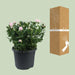 Rosa Jewel Patio Baby - Ø17cm - ↕30cm - 123flora.nl