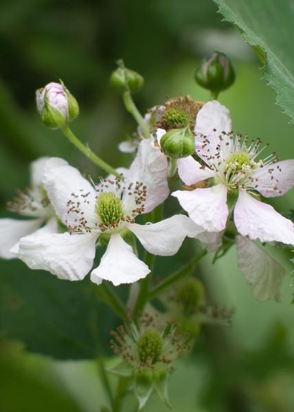 Rubus fruticosus 'Thornless Evergreen' - ↨45cm - Ø13 - 123flora.nl