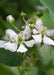 Rubus fruticosus 'Thornless Evergreen' - ↨45cm - Ø13 - 123flora.nl