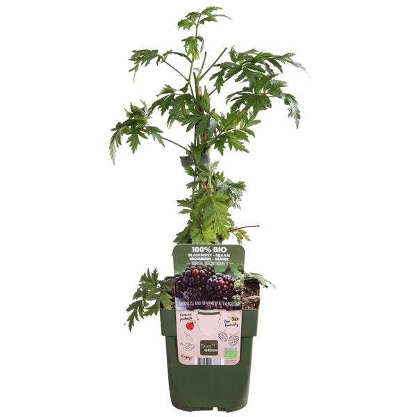 Rubus fruticosus 'Thornless Evergreen' - ↨45cm - Ø13 - 123flora.nl