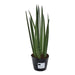 Sansevieria cylindrica 'Bacularis' / Mikado - 38 cm - ø10,5 - 123flora.nl