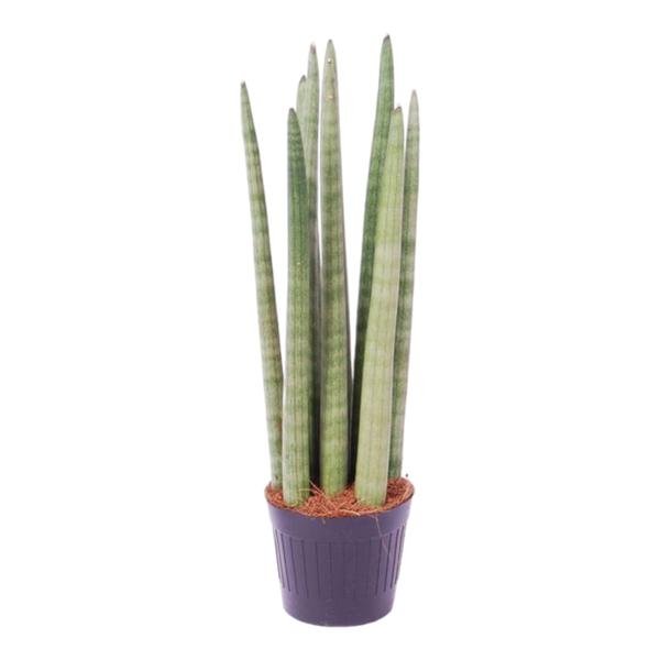 Sansevieria cylindrica 'Spaghetti' - 40 cm - ø10,5 - 123flora.nl