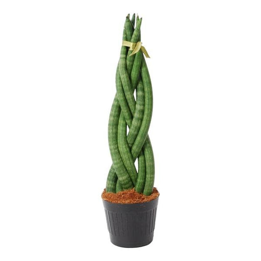 Sansevieria cylindrica 'Twist' - 40 cm - ø10,5 - 123flora.nl