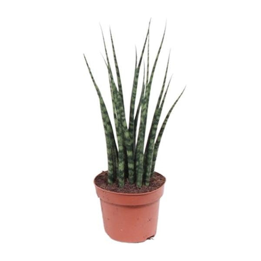 Sansevieria Fernwood Mikado - Ø12cm - ↕40cm - 123flora.nl