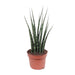 Sansevieria Fernwood Mikado - Ø12cm - ↕40cm - 123flora.nl