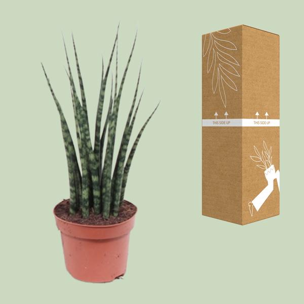 Sansevieria Fernwood Mikado - Ø12cm - ↕40cm - 123flora.nl