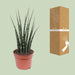 Sansevieria Fernwood Mikado - Ø12cm - ↕40cm - 123flora.nl