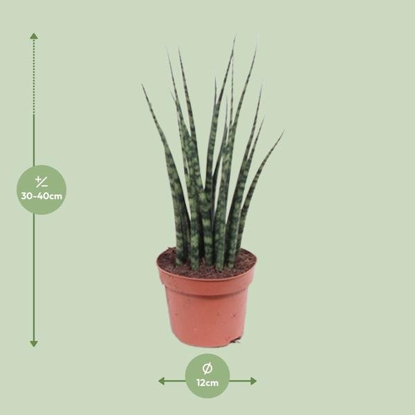 Sansevieria Fernwood Mikado - Ø12cm - ↕40cm - 123flora.nl