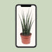 Sansevieria Fernwood Mikado - Ø12cm - ↕40cm - 123flora.nl