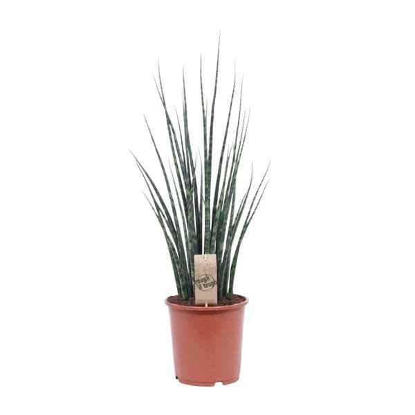 Sansevieria Fernwood Mikado - Ø19cm - ↕80cm - 123flora.nl