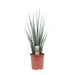 Sansevieria Fernwood Mikado - Ø19cm - ↕80cm - 123flora.nl