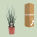 Sansevieria Fernwood Mikado - Ø19cm - ↕80cm - 123flora.nl