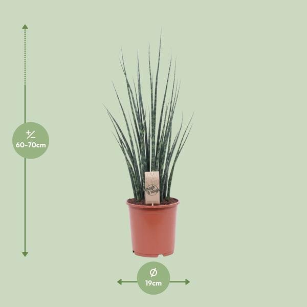 Sansevieria Fernwood Mikado - Ø19cm - ↕80cm - 123flora.nl