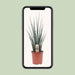 Sansevieria Fernwood Mikado - Ø19cm - ↕80cm - 123flora.nl