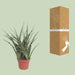 Sansevieria Fernwood Punk - Ø12cm - ↕35cm - 123flora.nl