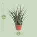 Sansevieria Fernwood Punk - Ø12cm - ↕35cm - 123flora.nl