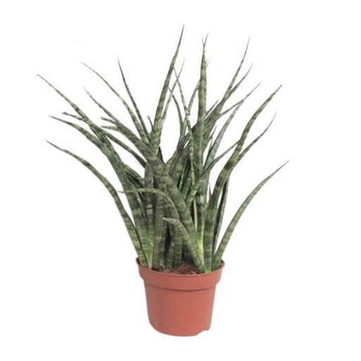 Sansevieria Fernwood Punk - Ø12cm - ↕35cm - 123flora.nl