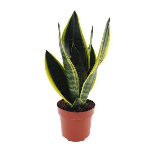 Sansevieria Futura Superba - Ø12cm - ↕30cm - 123flora.nl