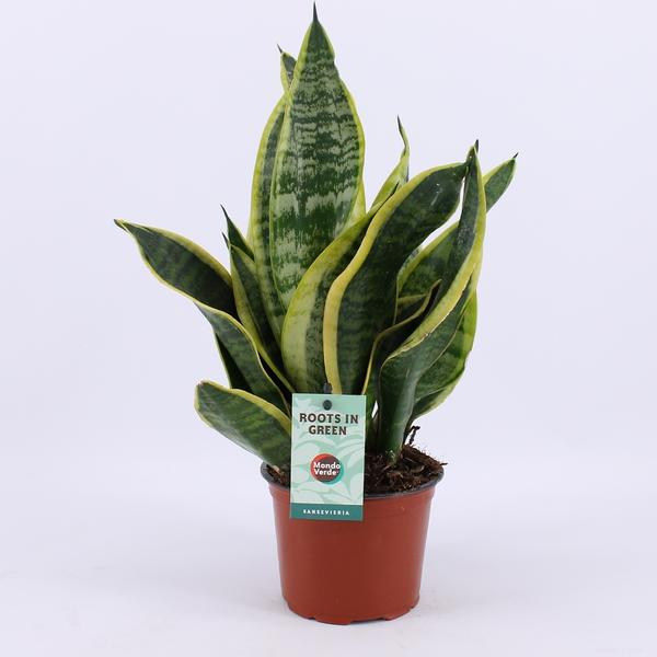 Sansevieria Futura Superba - Ø12cm - ↕35cm - 123flora.nl