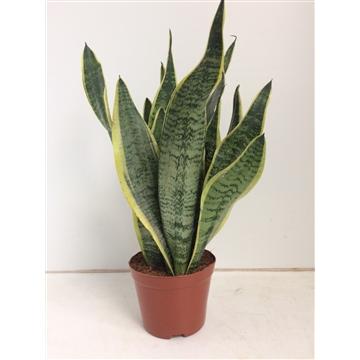 Sansevieria Futura Superba - Ø14 ↕40 - 123flora.nl