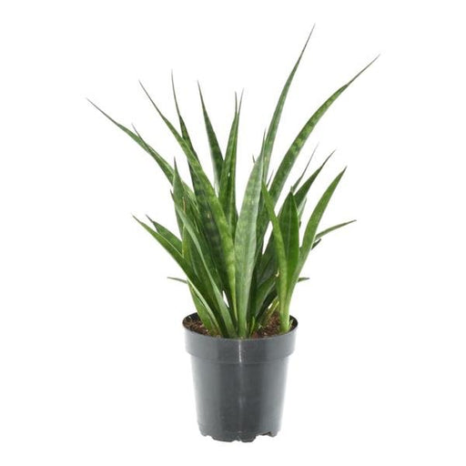 Sansevieria kirkii 'Friends' - 38 cm - ø12 - 123flora.nl