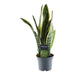 Sansevieria Laurentii - 45 cm - ø12 - 123flora.nl