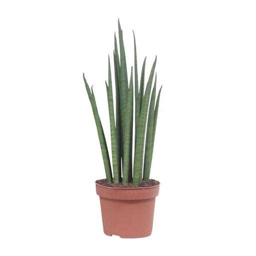 Sansevieria Mikado - Ø12cm - ↕40cm - 123flora.nl