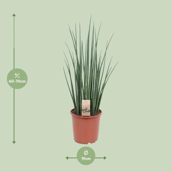 Sansevieria Mikado - Ø19cm - ↕70cm - 123flora.nl