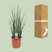 Sansevieria Mikado - Ø19cm - ↕70cm - 123flora.nl