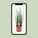 Sansevieria Mikado - Ø19cm - ↕70cm - 123flora.nl