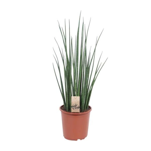 Sansevieria Mikado - Ø19cm - ↕70cm - 123flora.nl