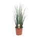 Sansevieria Mikado - Ø19cm - ↕70cm - 123flora.nl