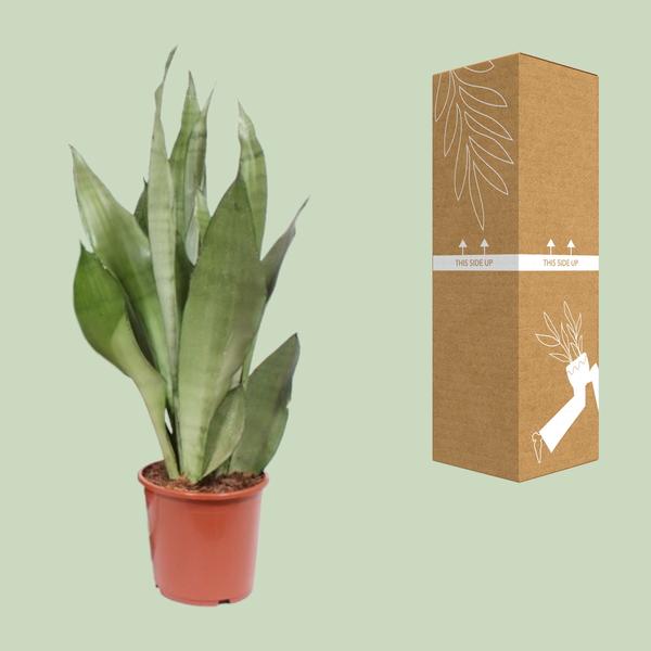 Sansevieria Moonshine - Ø17cm - ↕60cm - 123flora.nl