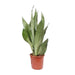 Sansevieria Moonshine - Ø17cm - ↕60cm - 123flora.nl