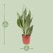 Sansevieria Moonshine - Ø17cm - ↕60cm - 123flora.nl