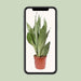 Sansevieria Moonshine - Ø17cm - ↕60cm - 123flora.nl